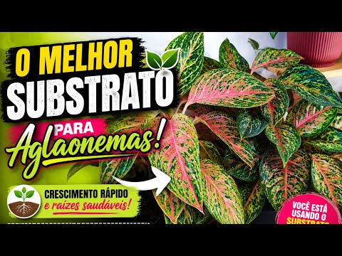 🌿 THE SECRET TO THE PERFECT SUBSTRATE FOR AGLAONEMAS (They Grow So Much More!) 😱✨
