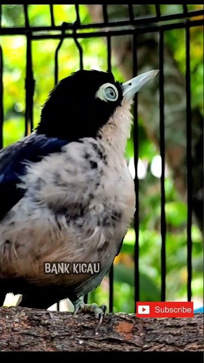 rambatan doraemon #birdsong #birds #rambatandoraemon #rambatan #burung #kicau #tweet #2023 #gacor