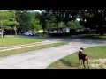 Teach your dog to stay in the unfenced yard Teach your dog to stay in the unfenced yard