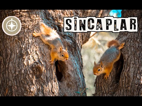 Sincap Yavruları | Squirrel Sounds | Sciurus Vulgaris