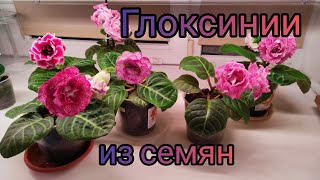 02.02.21.ГЛОКСИНИИ  из семян.. обзор красоты😍