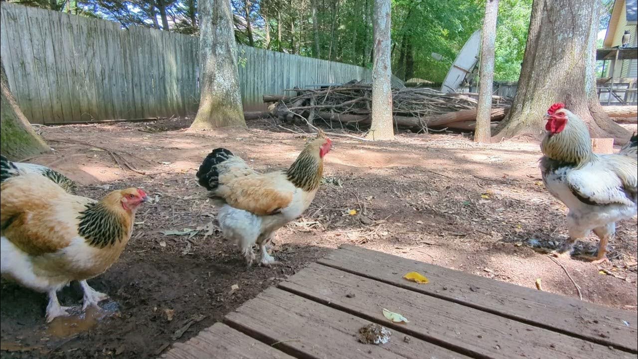 Brahma chickens YouTube