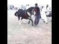 تعال وشوف الدبكه الفرس عم تدبك احسن من الداعور بذاتو