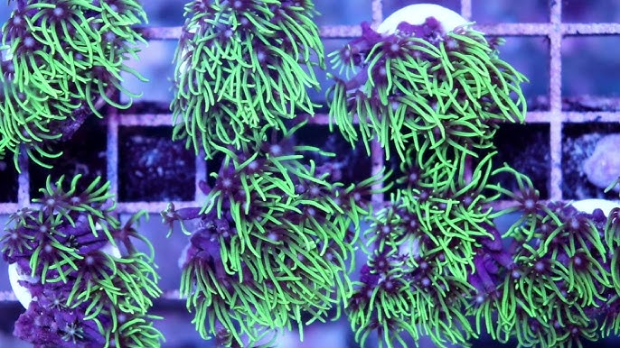 Tidal Gardens - Green Star Polyps