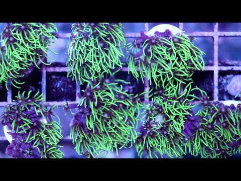 Video: Jak rychle rostou pórovité korály?