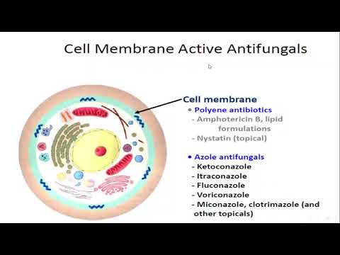 Video: Amphotericin B-biosyntese I Streptomyces Nodosus: Kvantitativ Analyse Af Metabolisme Via LC – MS / MS-baseret Metabolomik Til Rationel Design