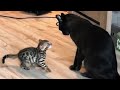 Funny animals - Funny cats / dogs - Funny animal videos 205