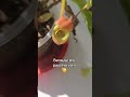 Pitcher plant#botanylifescience#pitcherplant#carnivoreplant#botanylifescience #plantsciences#viral