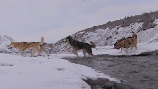 Raising sled dogs at Denali National Park