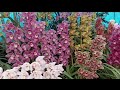 Orchid garden, gangtok, Sikkim