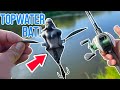 PIKE went CRAZY for this Topwater BAT Lure!