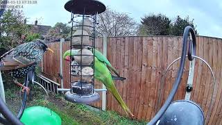 A Starling and Parakeet share the feeder   feel the tension  13032024 07:30:40