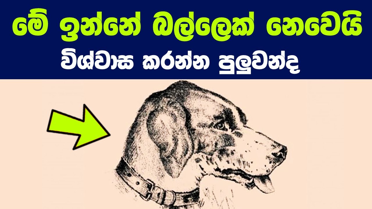 මොළය රවටන මේ ලෝකේ අපුරු විජ්ජාවන් 07ක්  | Optical Illusions that Will Blow Your Mind