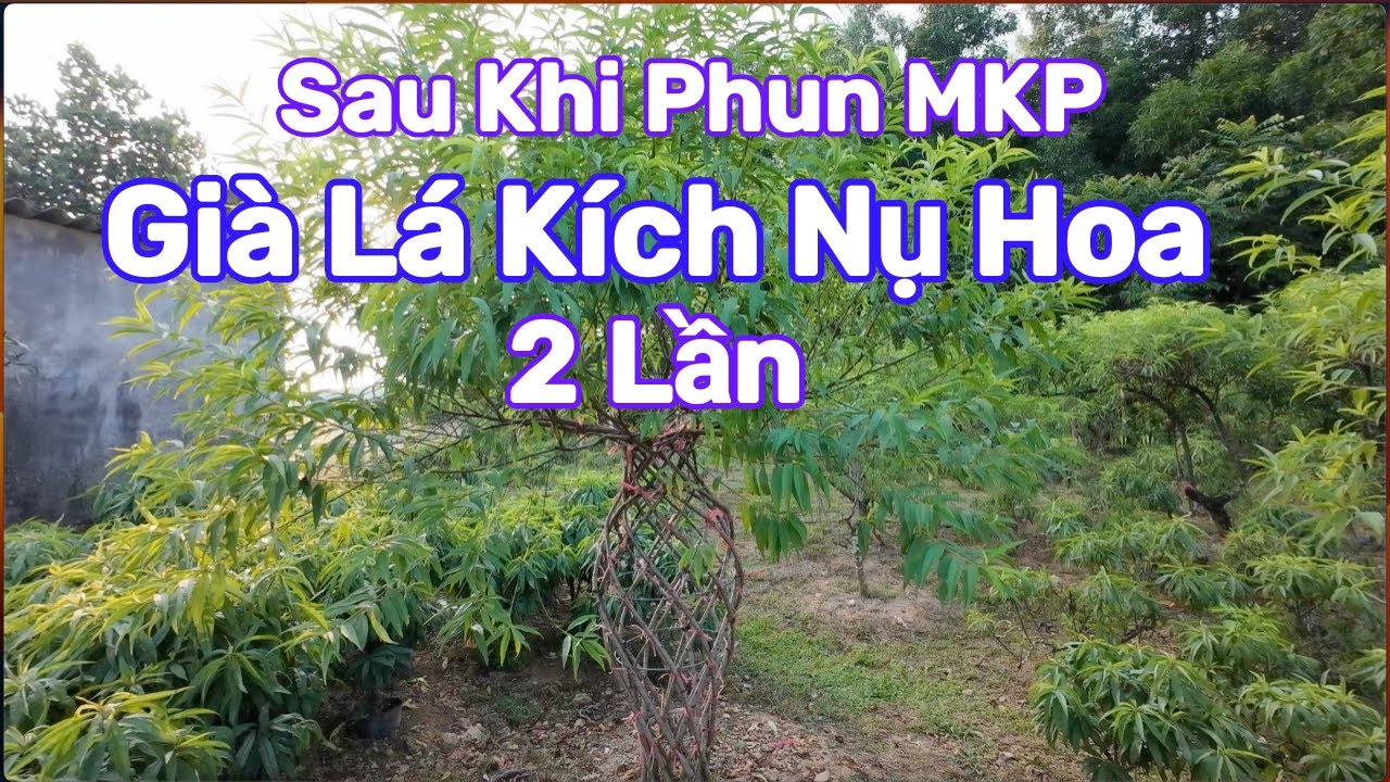 Vườn đào lộc bình sau khi phun MKP 2 lần để kích tạo nụ hoa.