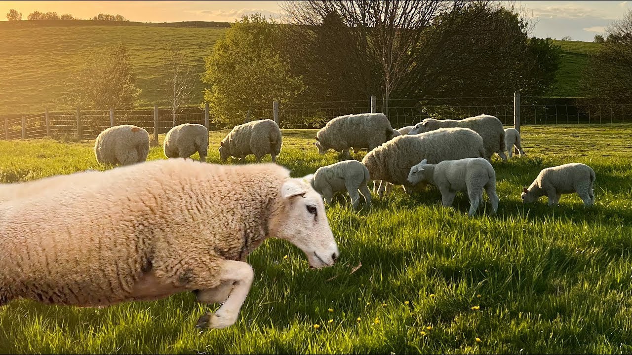 SHEEP, WHO'D HAVE THEM?! Sorting and treating our flock 🐑 YouTube