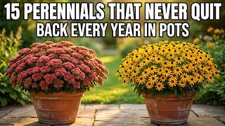 15 Lazy Perennials That Thrive in Pots & Come Back Every Year