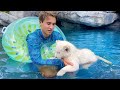 TEACHING BABY WHITE LION HOW TO SWIM !