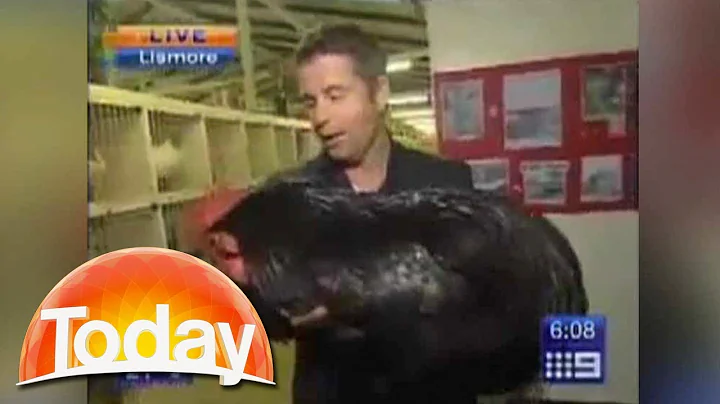 Reporter attacked by giant rooster | TODAY Show Au...