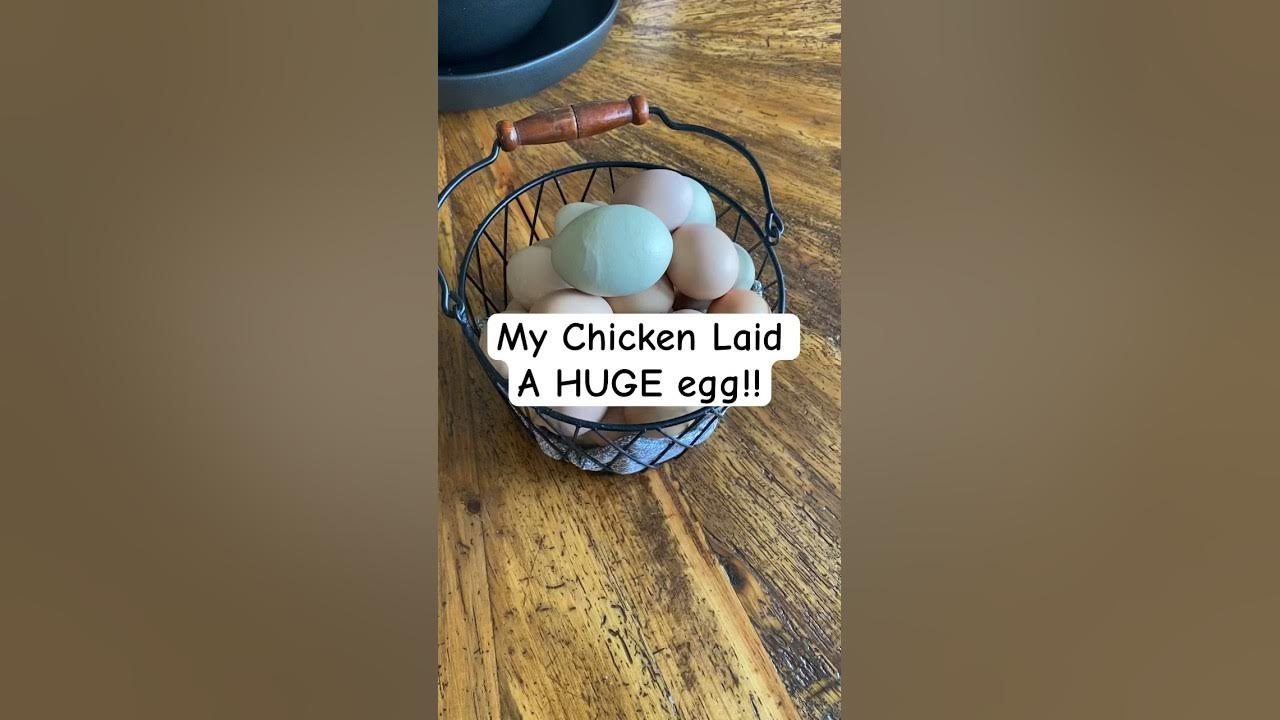 why did my chicken lay a huge egg