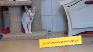 Miracle A Snowshoe Mix Available For Adoption At The Wisconsin Humane Society