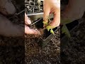 Transplanting TOMATO seedlings 🍅 #shorts