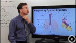 Respiratory System