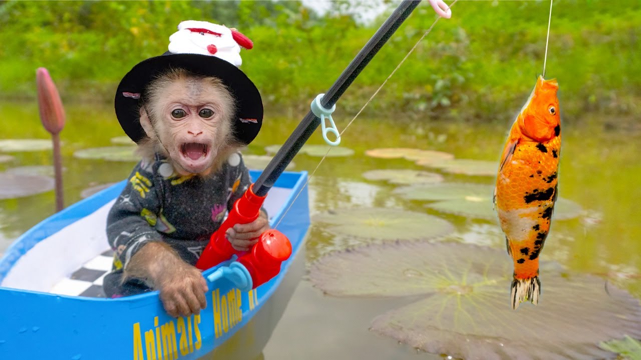 Baby monkeys go fishing for koi, goldfish and grill to feed the