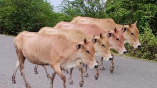 Rombongan Sapi Jinak Di jalan Pinggir hutan suara sapi merdu manggil kawan gembala sapi