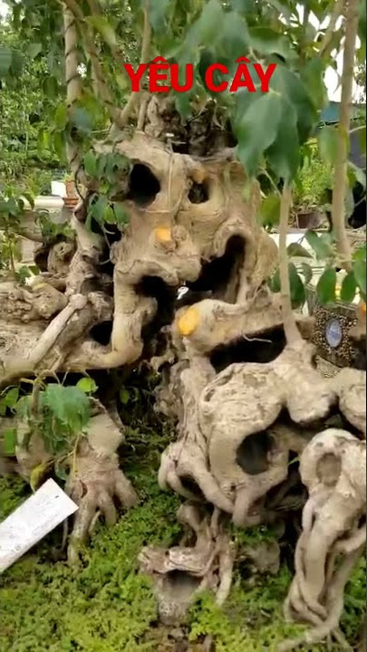 Siêu phẩm TAM SƠN BÍCH ĐỘNG của nghệ nhân Vũ Minh Châu #yêucây #shorts