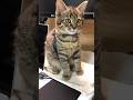 【天使】子猫の時も今も、おしゃべりがとっても上手な猫
