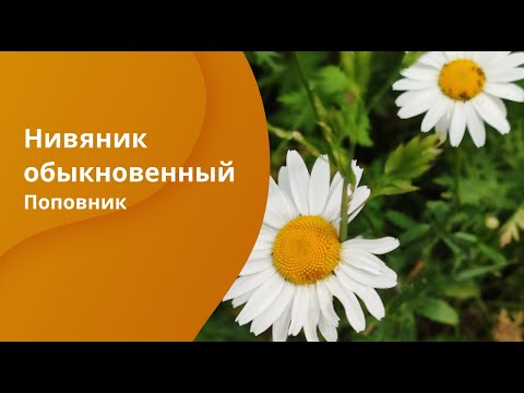 Видео: Обикновен поповник (обикновена маргаритка): описание, снимка, къде расте