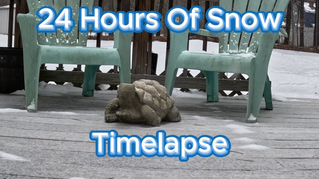 Snowstorm Timelapse With Sheldon The Turtle January 25th 2026