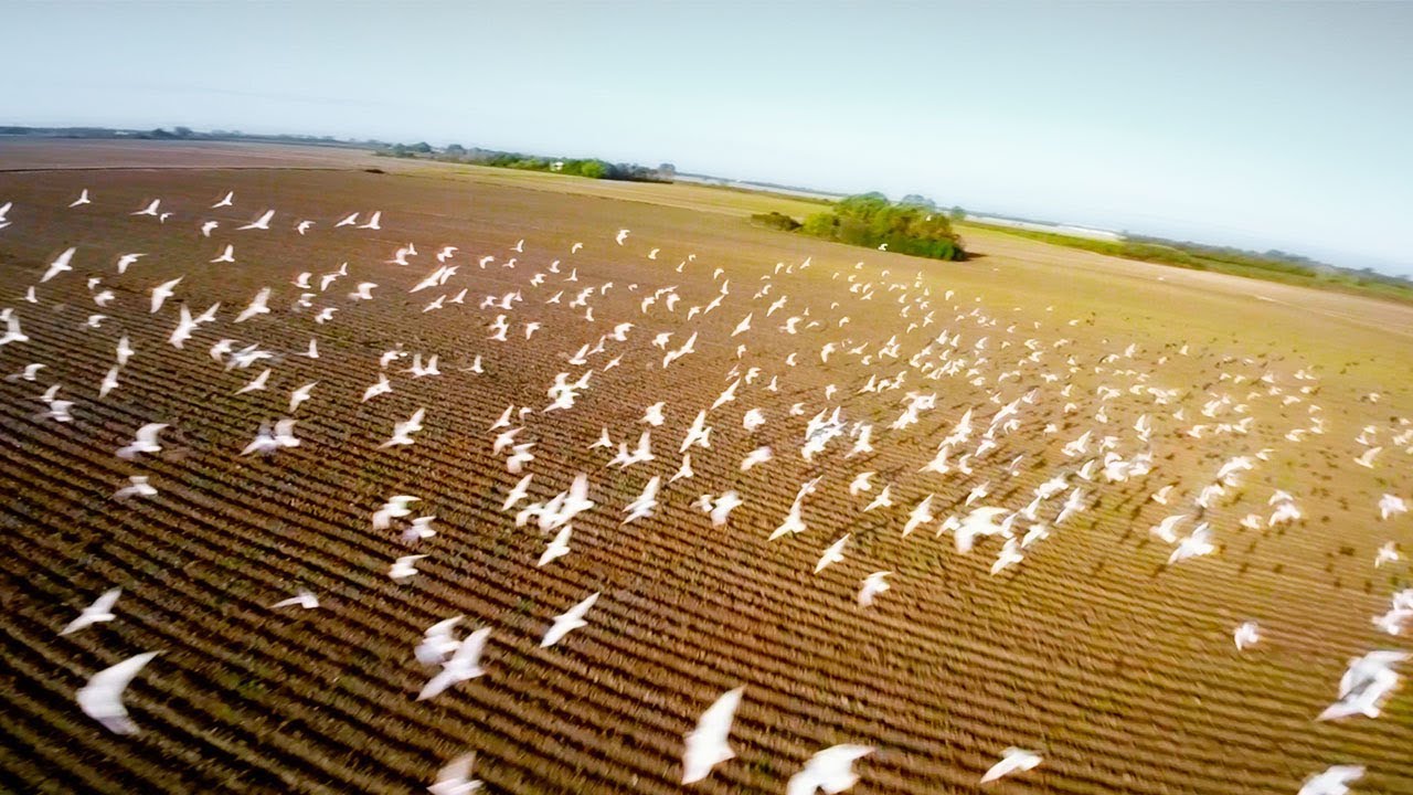 LIKE A BIRD [FreeStyle] // George FPV