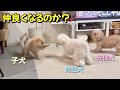 子犬をお迎えしたけど...先住犬との関係が良くありません