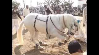 gora jalwa dance gujrat pakistan hourse dance