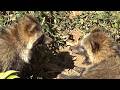 もっふもふのタヌキさん❤ Very cute raccoon dog #234【Cute animal videos】