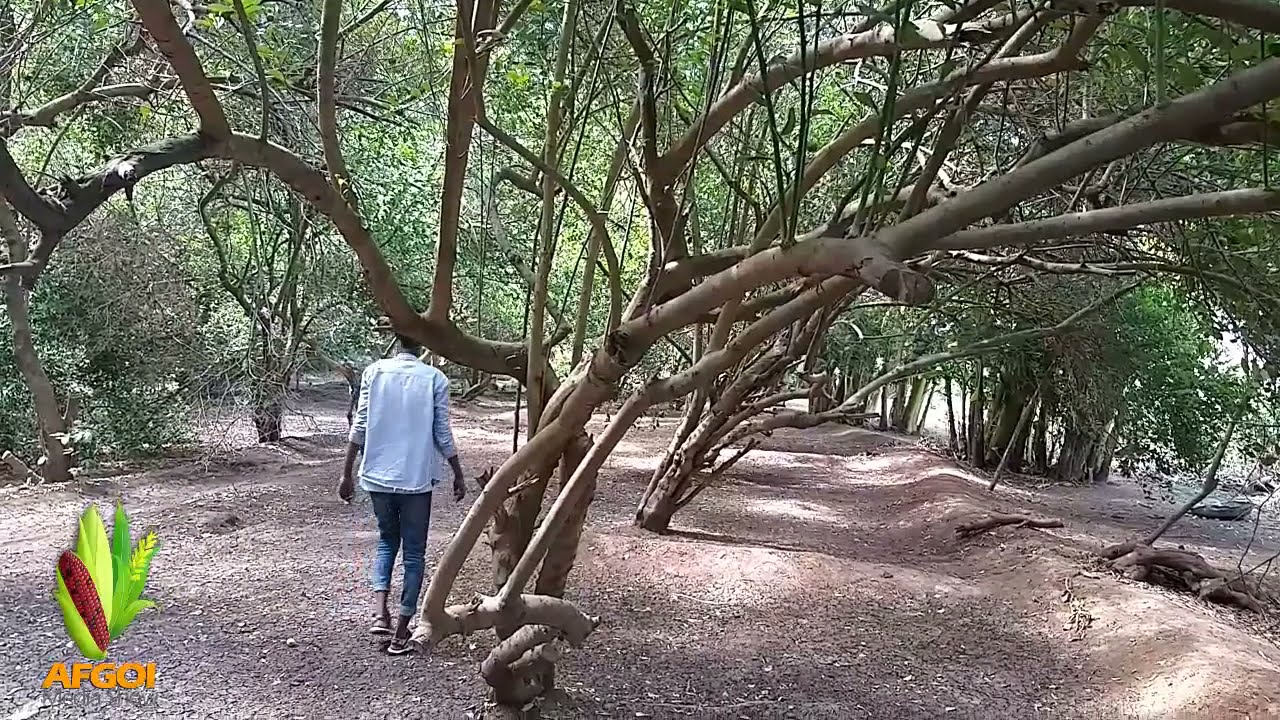 #afgoi #river and farm #best vlog ee beraha reer afgooye