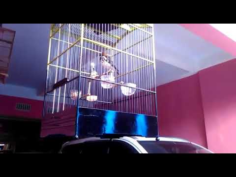 vidio sura burung punglor batu