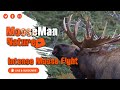 Intense moose fight challenger takes on the dominant bull moosefight