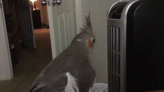 Cockatiel has Leigh's feather 😋😋