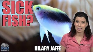 My Saltwater Fish is SICK! Signs & Symptoms of a Sick Fish  Hilary Jaffe