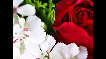 الشيخ عبدالودود حنيف ( سورة القارعة)