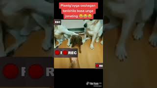 Mushuk kamming yaqindan video Mushuk kamming yaqindan video