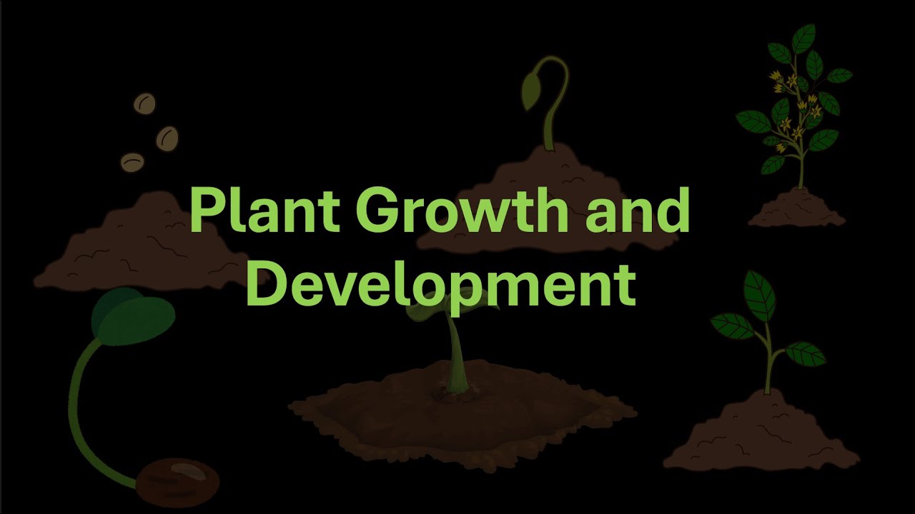 paper plant Paper Plants