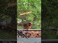 Cardinal Jumps in the Seeds Look