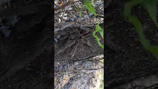 Video completo en mi canal! Buscalo como Criaturas para liberar. #arañas #tarantula #argentina