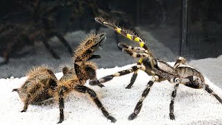 EPIC BATTLE BIG SPIDER vs TARANTULA