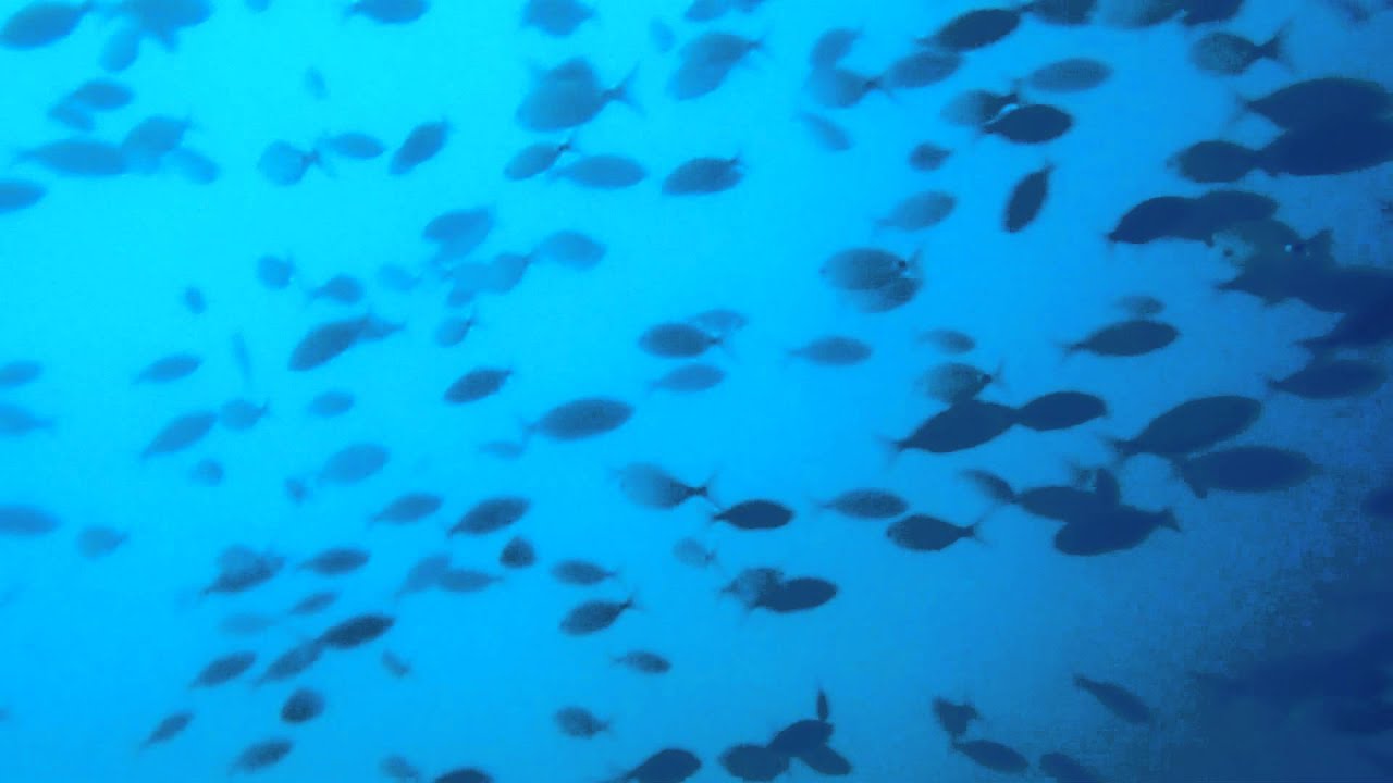 Il nostro acquario marino naturale – Grotta Azzurra – Isola Dino – NonSolo Kayak