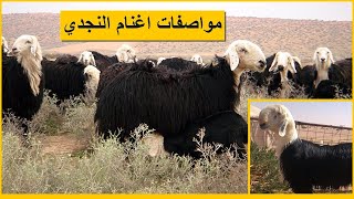 سلالة أغنام النجدي وأهم مواصفاتها الانتاجية