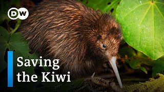 Saving the Kiwi: Protecting New Zealand's national bird | DW Documentary